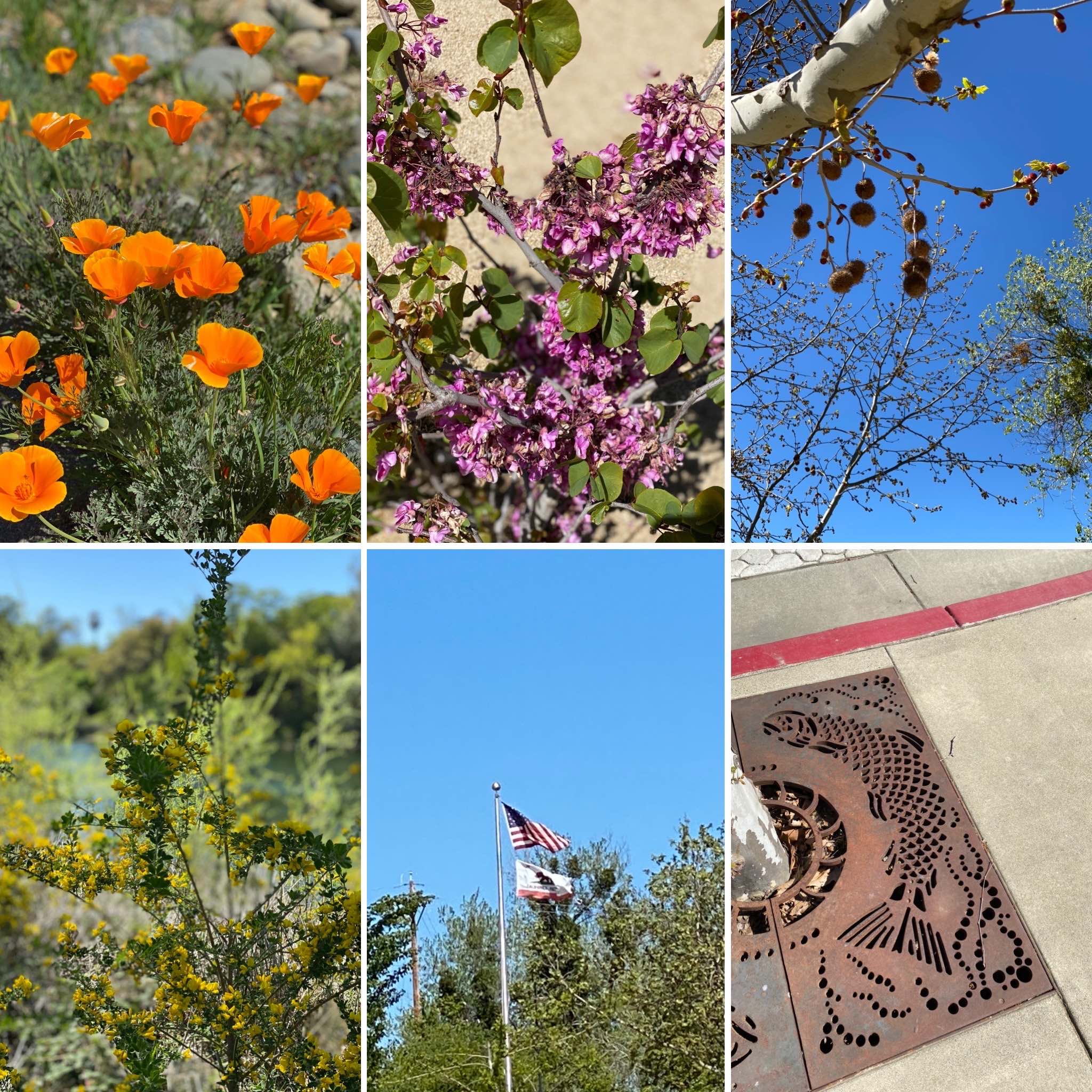 Riverbend Park April 2020 1